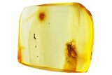 Detailed Fossil Moth (Lepidoptera) in Baltic Amber #357898-1